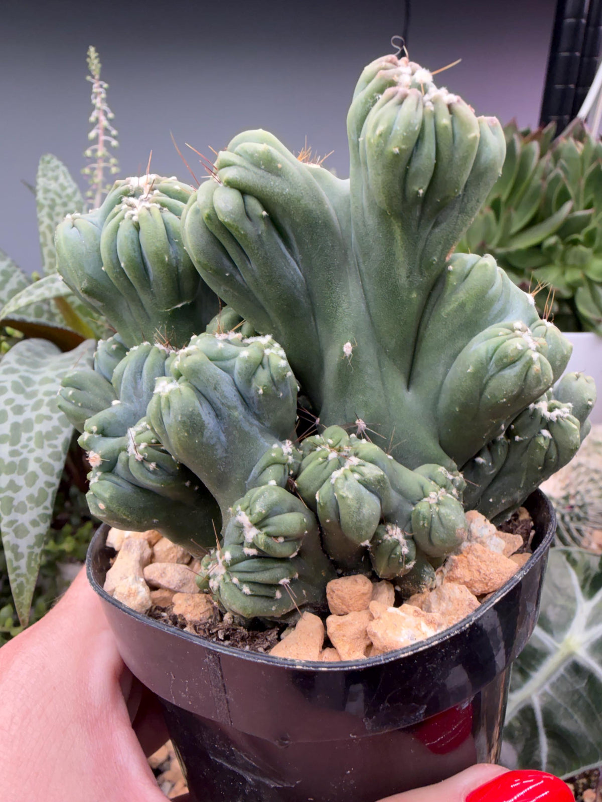 Ming Thing Cactus — Cereus forbesii Monstrose
