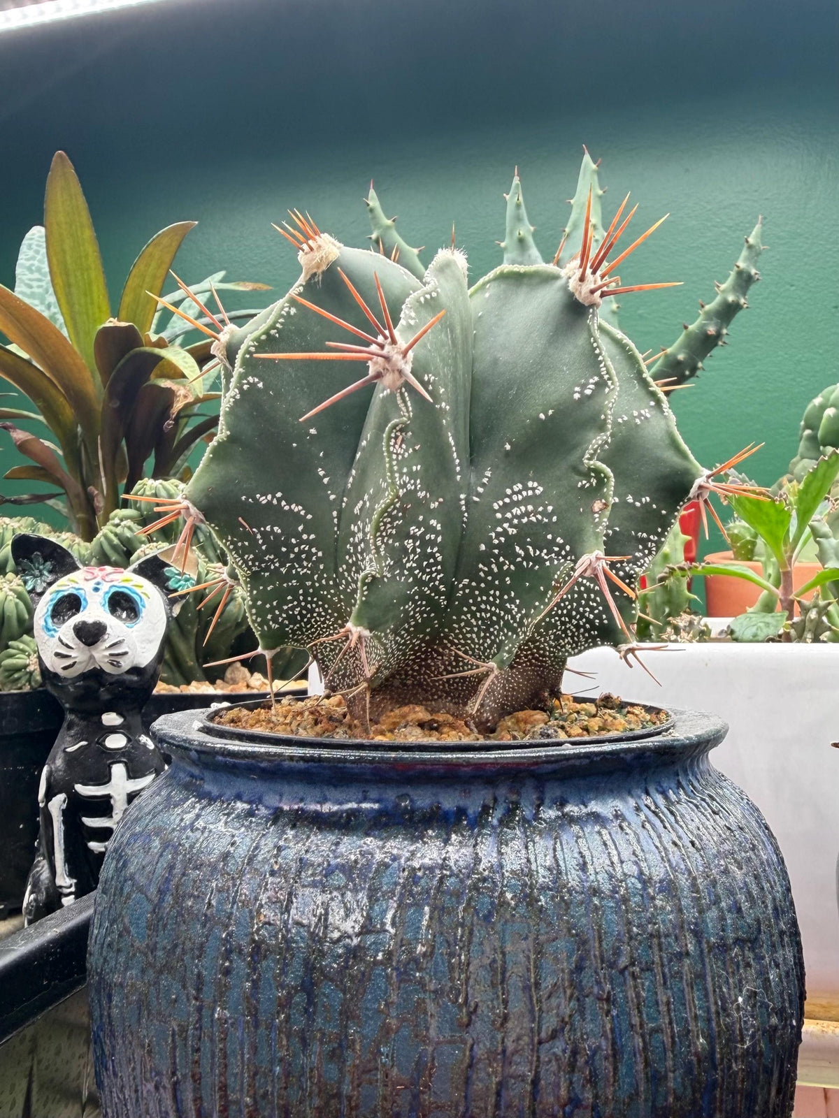 Mature Astrophytum Ornatum Cactus + Handmade Blue Ceramic Planter | Exact Plant
