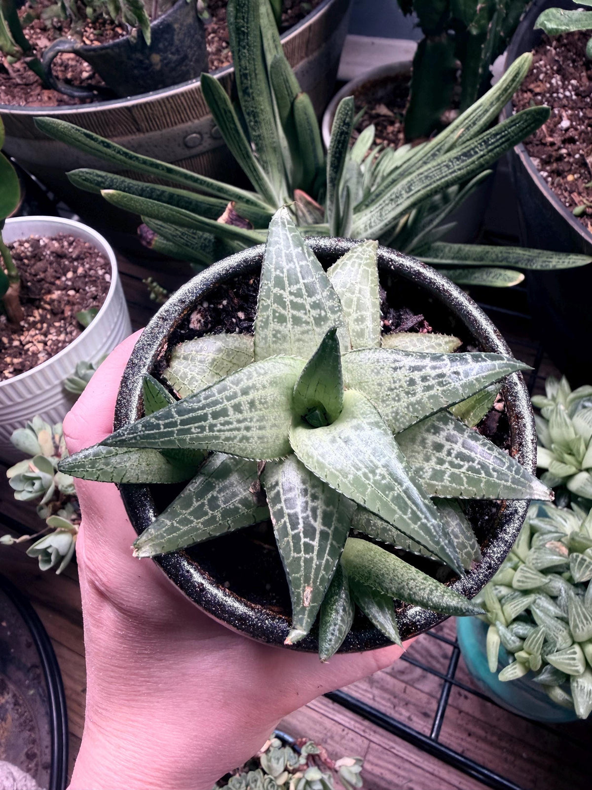 Haworthia Tessellata – Haworthia venosa subsp. tessellata | Live Succulent + Designer Pot