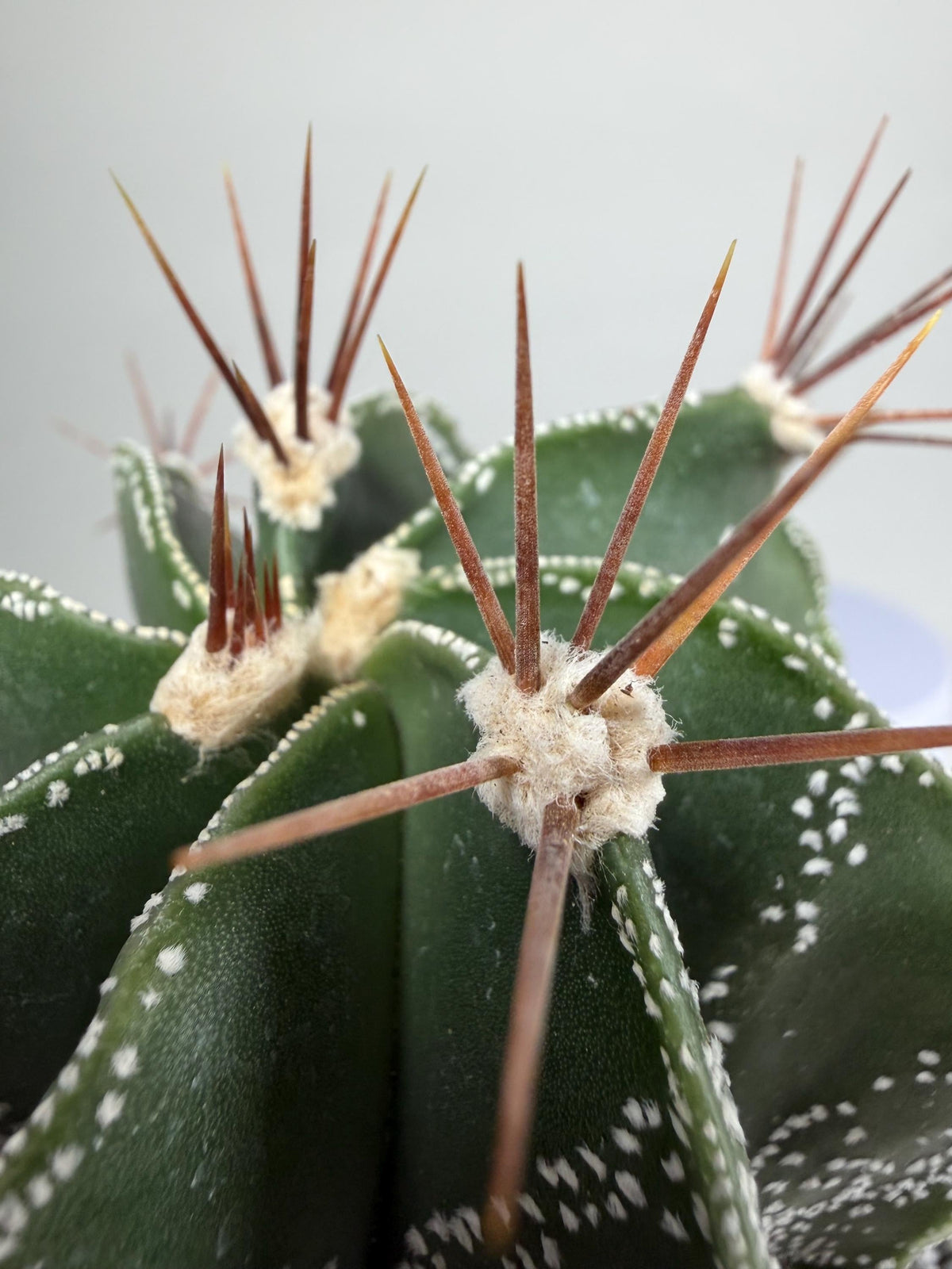 Monk’s Hood Cactus – Astrophytum ornatum 4” Live Cactus