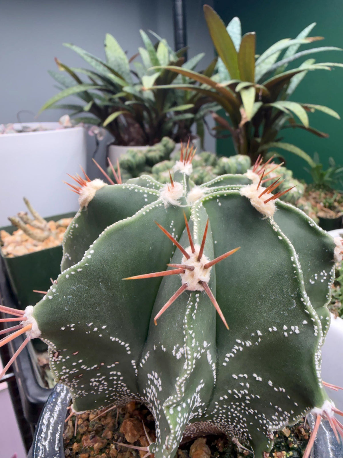 Mature Astrophytum Ornatum Cactus + Handmade Blue Ceramic Planter | Exact Plant