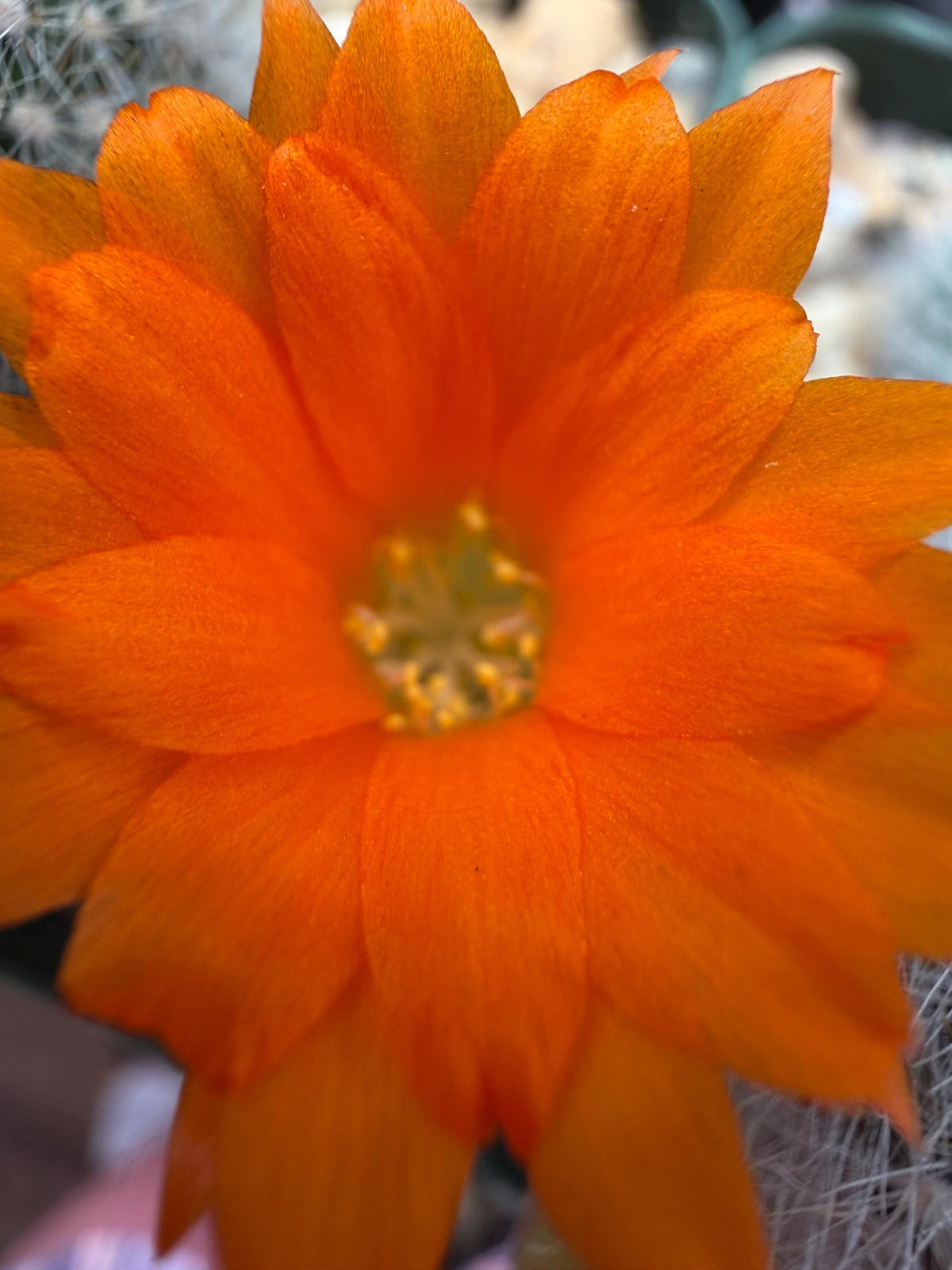 Rebutia muscula – Powder Puff Cactus Live Plant
