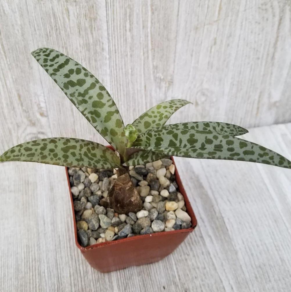 Silver Squill – Ledebouria socialis | 4” Live Spotted Houseplant