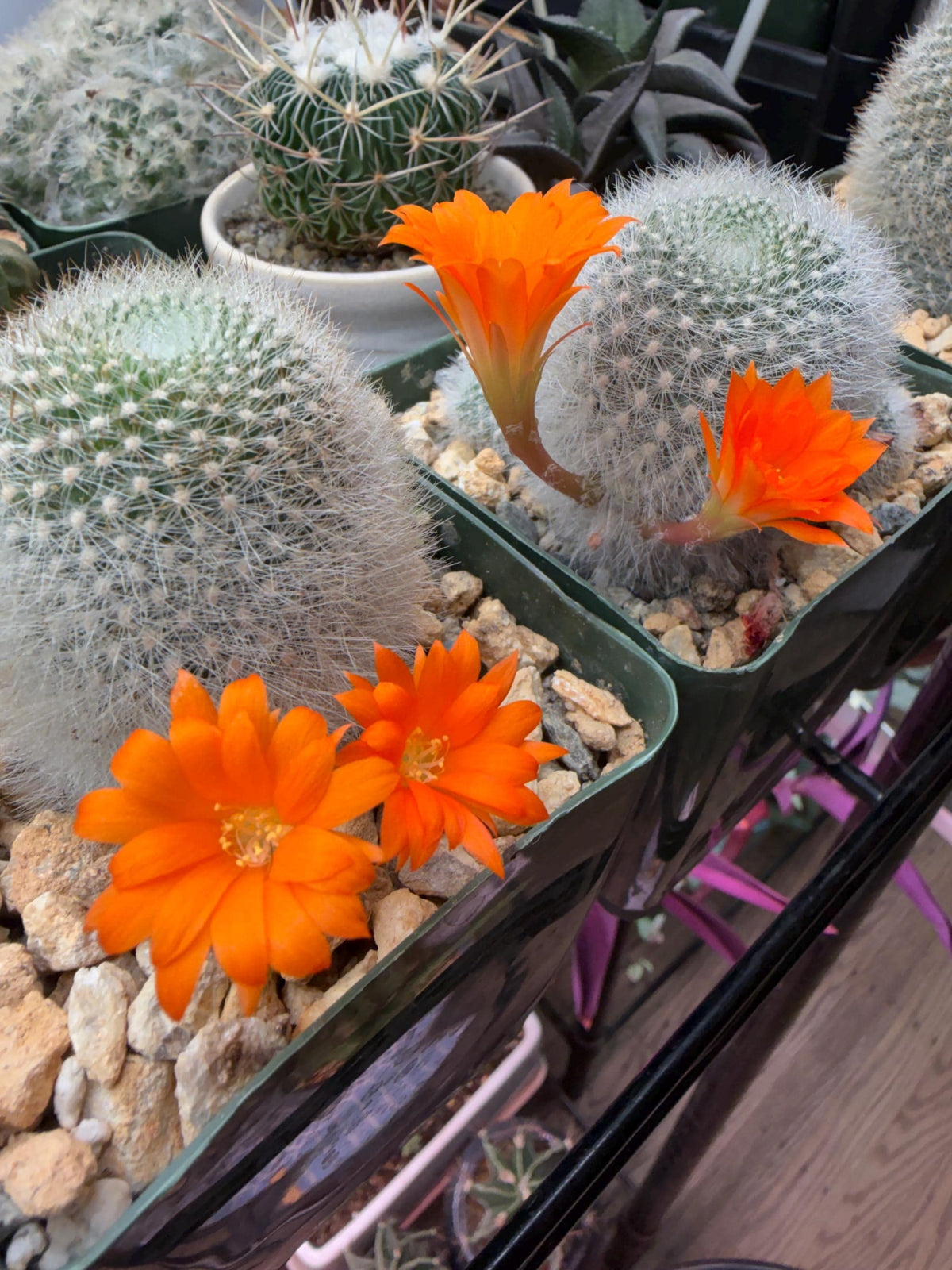 Rebutia muscula – Powder Puff Cactus Live Plant
