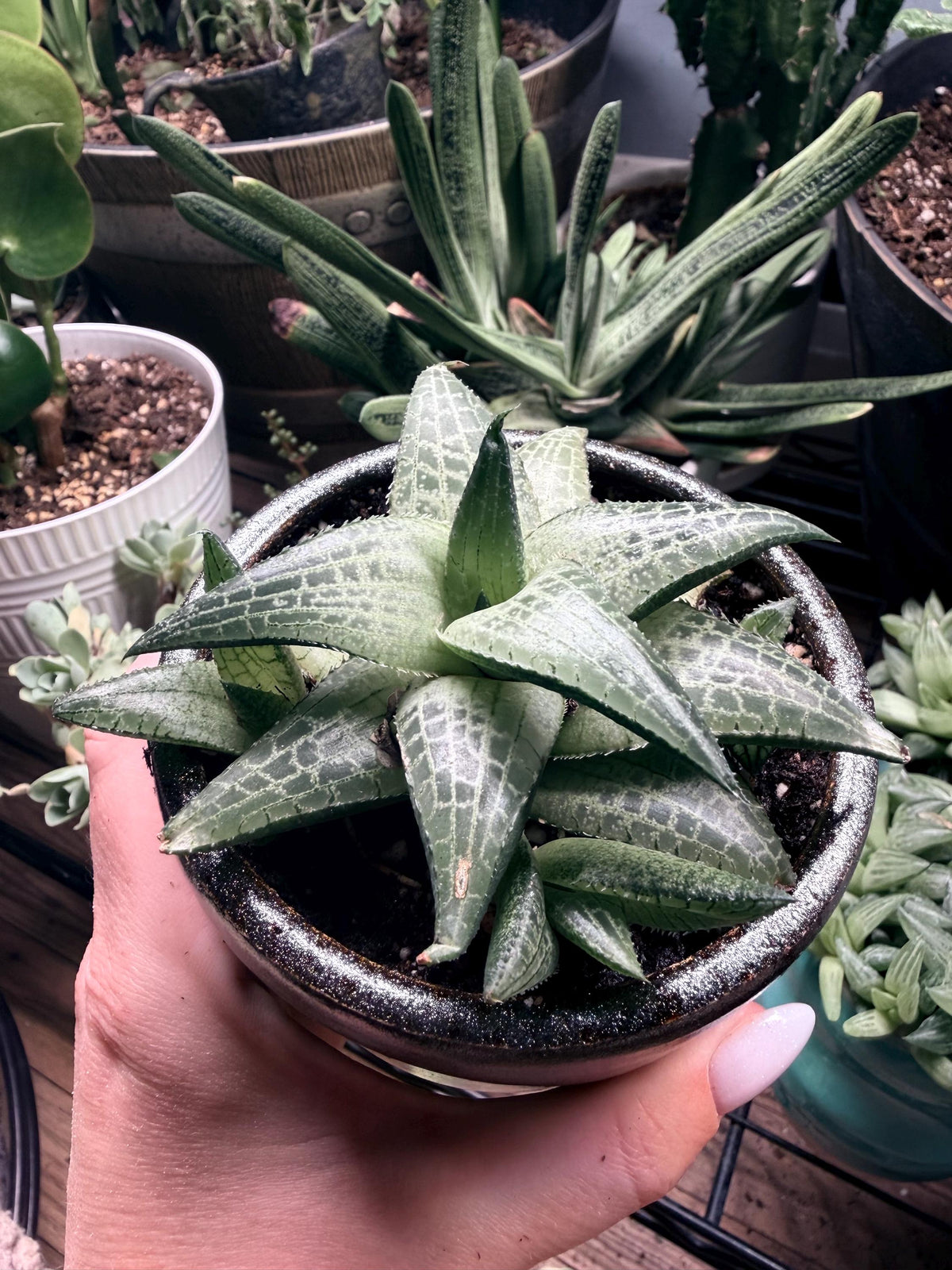 Haworthia Tessellata – Haworthia venosa subsp. tessellata | Live Succulent + Designer Pot