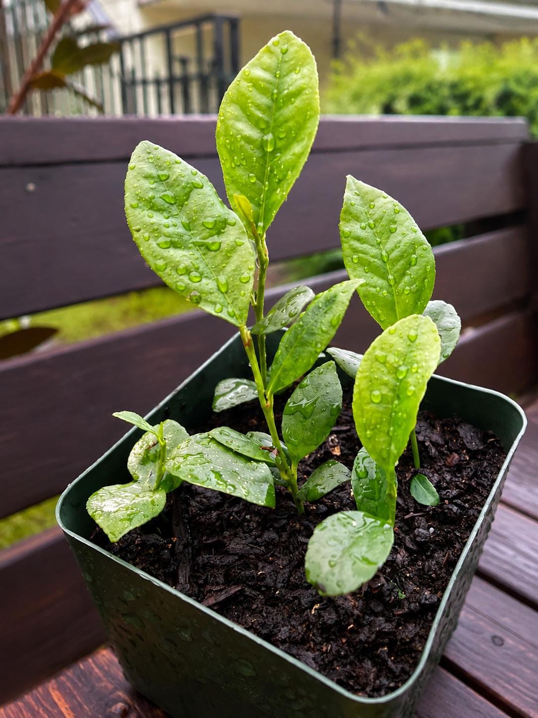 Pot of 5 Citrus Seedlings | 3–5” Tall Live Baby Citrus Trees