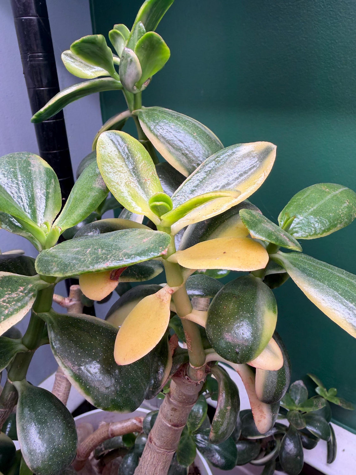 Large Mature Variegated Lemon Jade Plant – Crassula ovata | Exact Plant