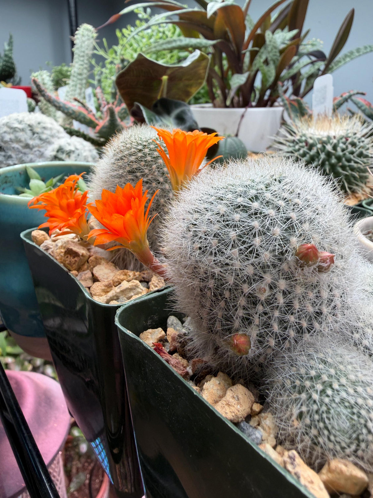 Rebutia muscula – Powder Puff Cactus Live Plant