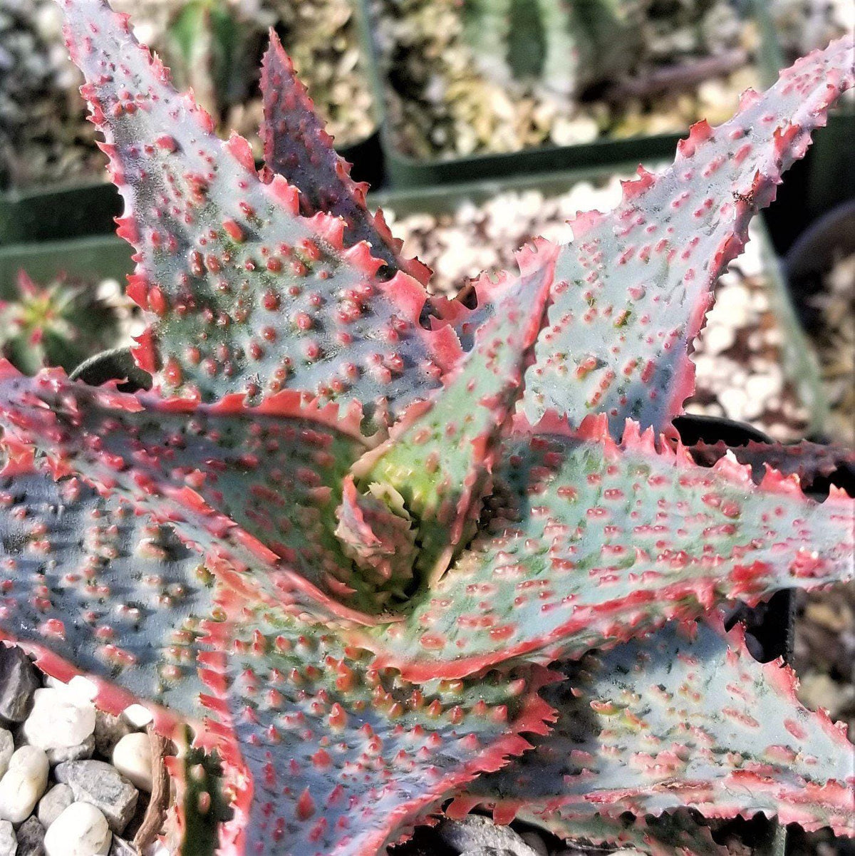 Aloe ‘Oik’ – 4” Live Dwarf Aloe Succulent