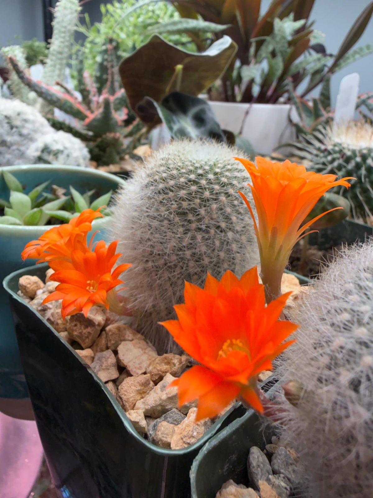 Rebutia muscula – Powder Puff Cactus Live Plant