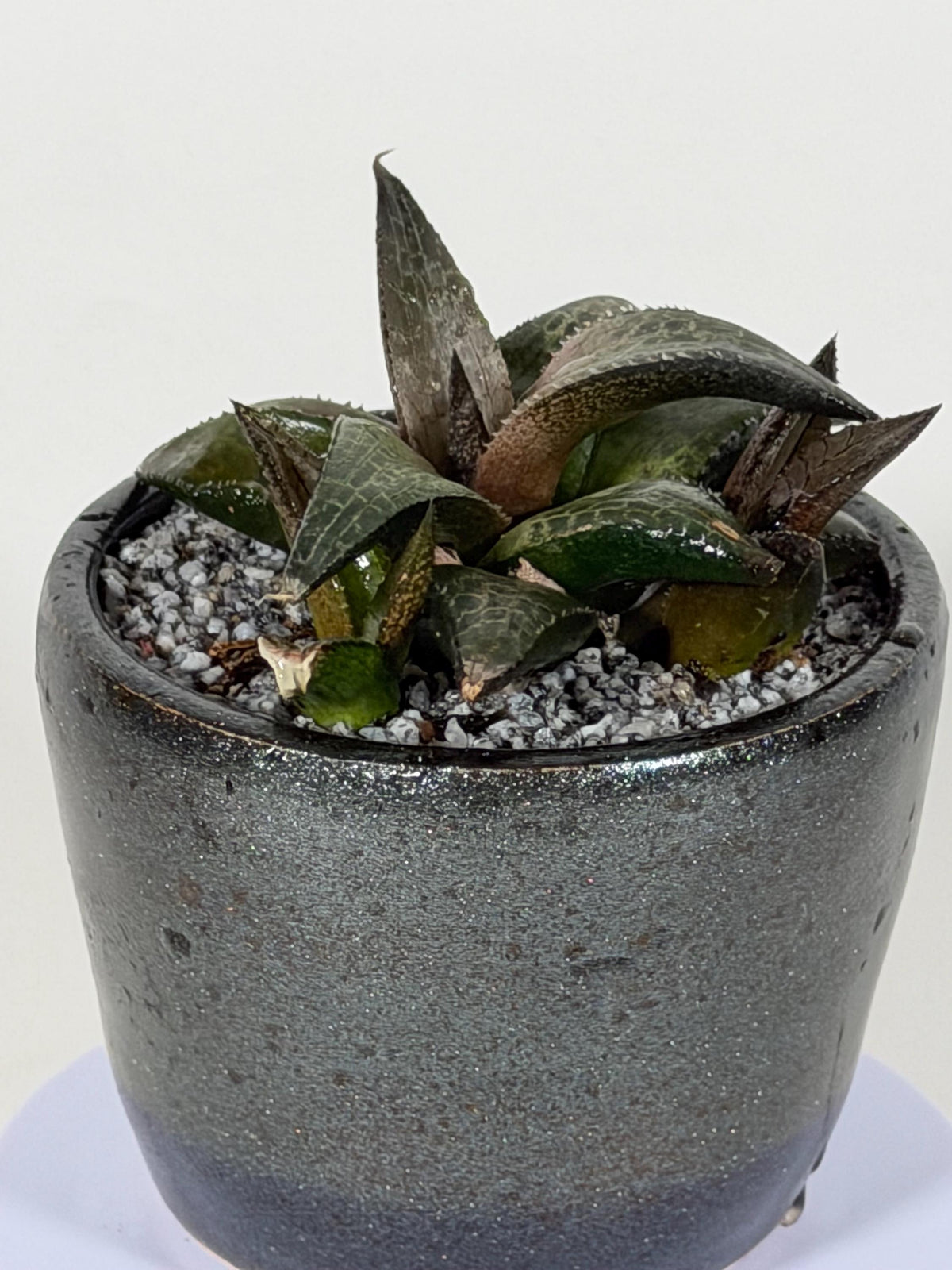 Haworthia Tessellata – Haworthia venosa subsp. tessellata | Live Succulent + Designer Pot