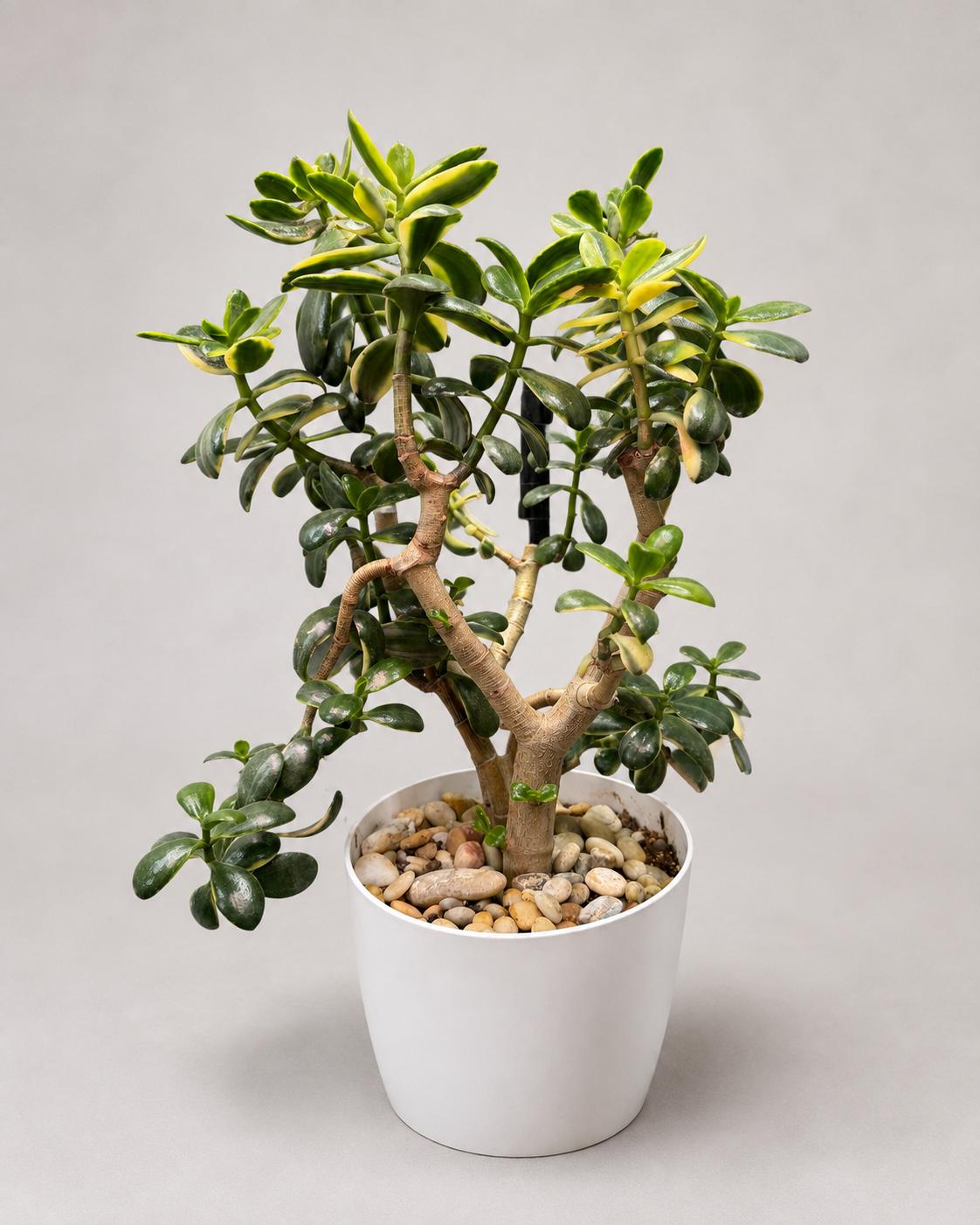Large Mature Variegated Lemon Jade Plant – Crassula ovata | Exact Plant