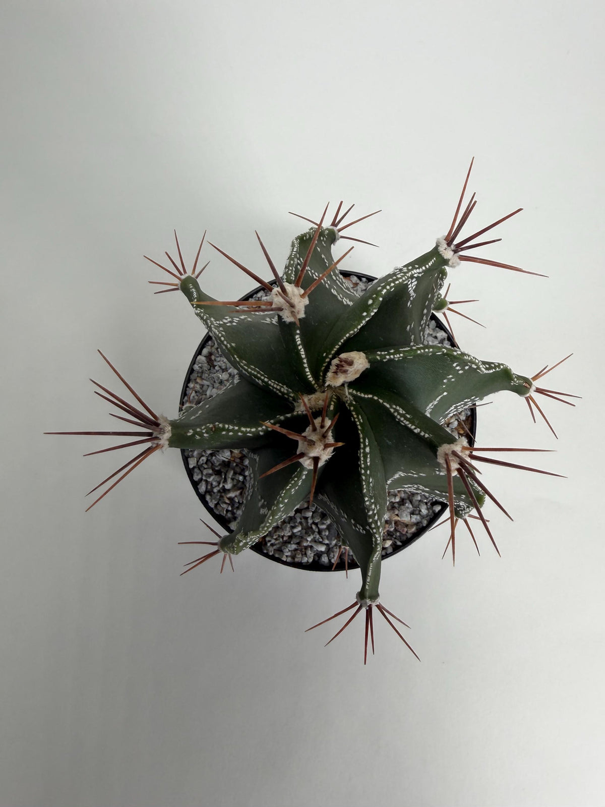 Monk’s Hood Cactus – Astrophytum ornatum 4” Live Cactus