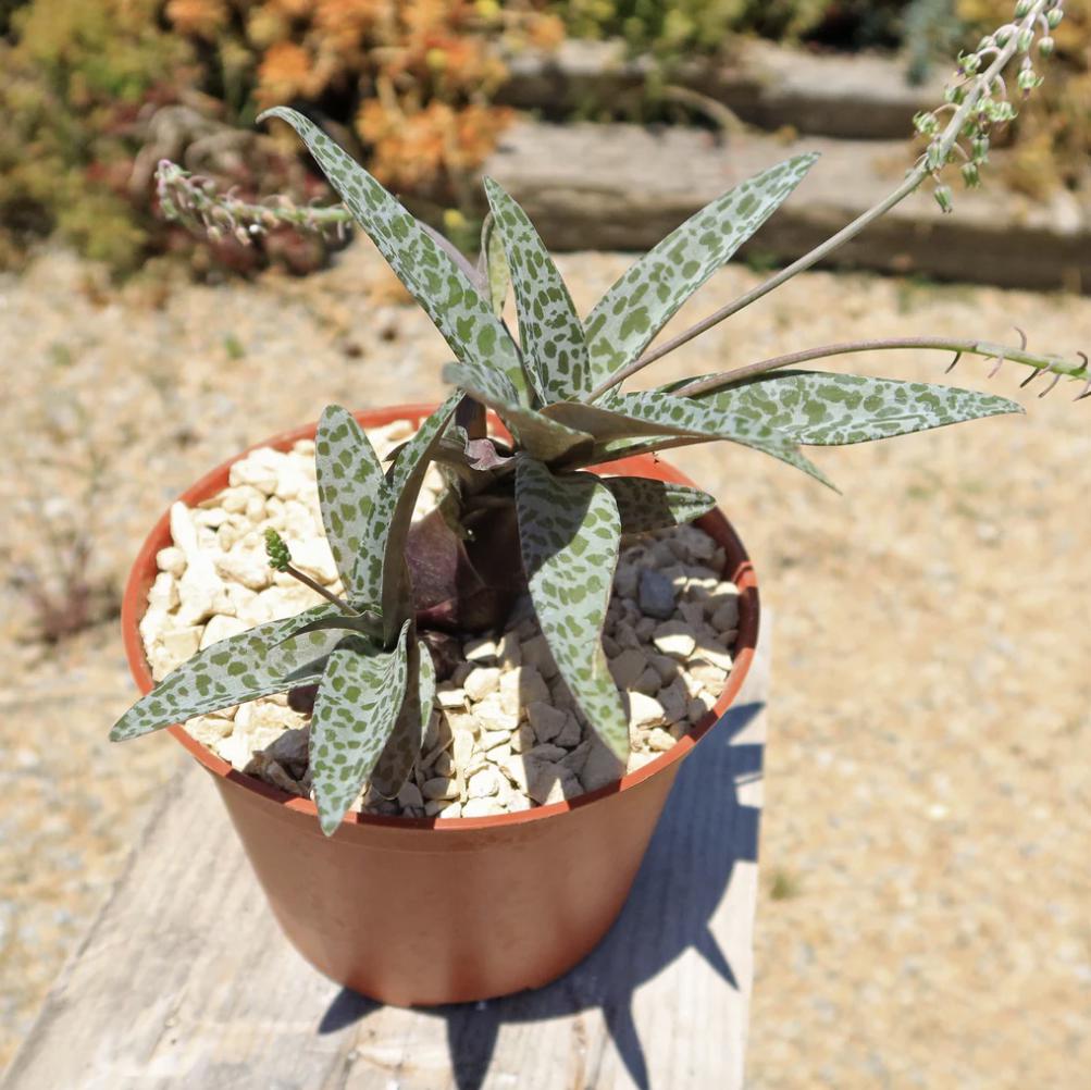 Silver Squill – Ledebouria socialis | 4” Live Spotted Houseplant