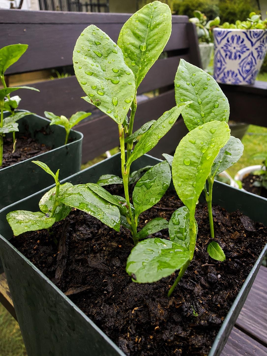 Pot of 5 Citrus Seedlings | 3–5” Tall Live Baby Citrus Trees