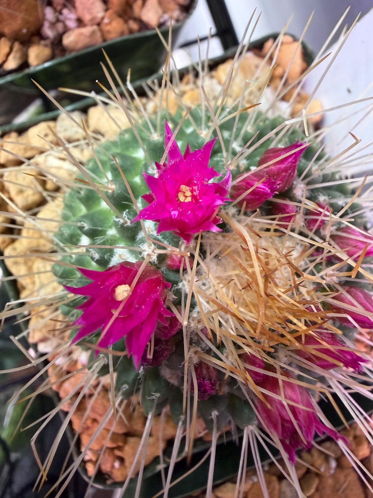 Un Pico Cactus – Mammillaria spinosissima ‘Un Pico’ | 4” Live Cactus