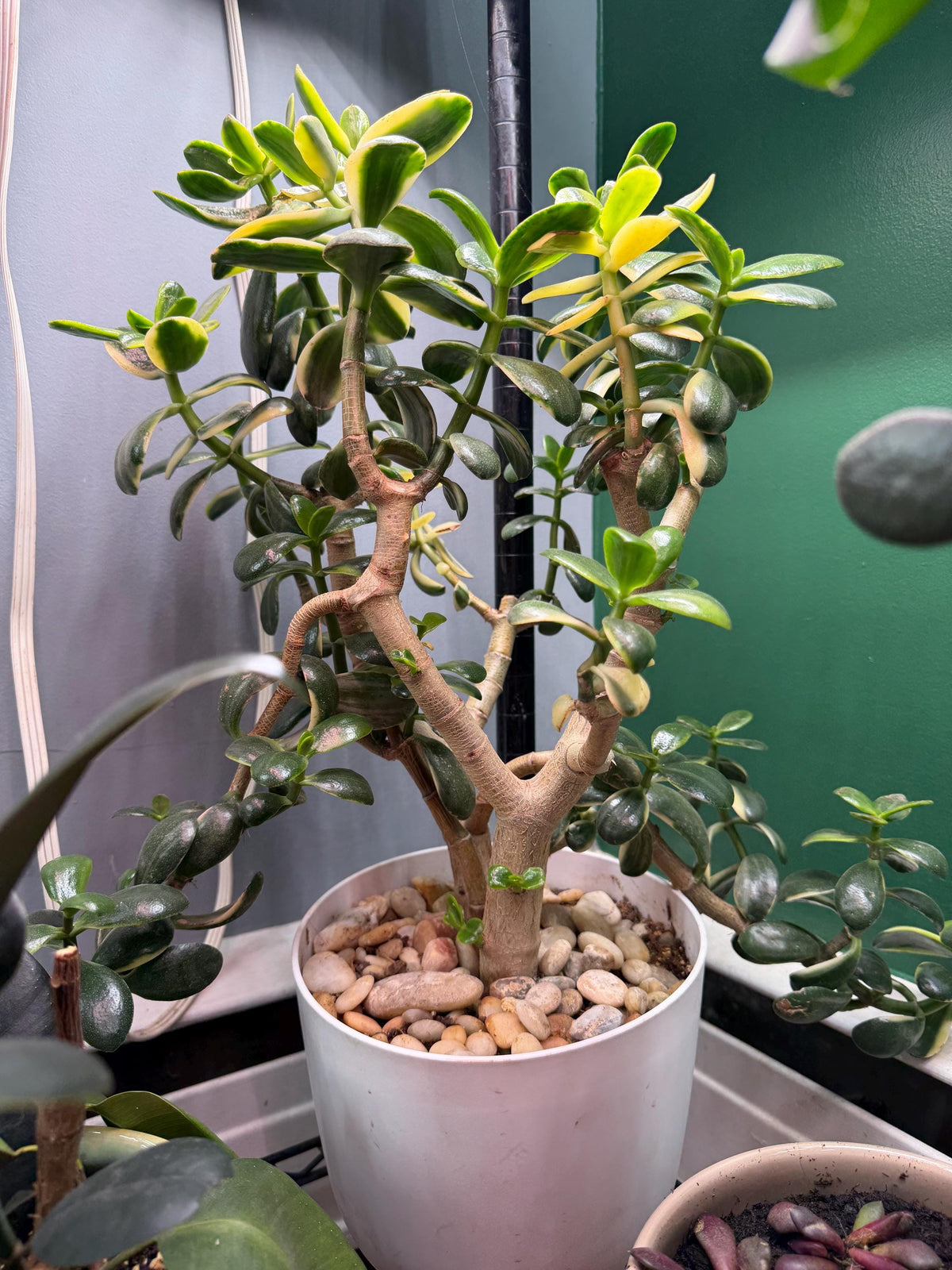 Large Mature Variegated Lemon Jade Plant – Crassula ovata | Exact Plant