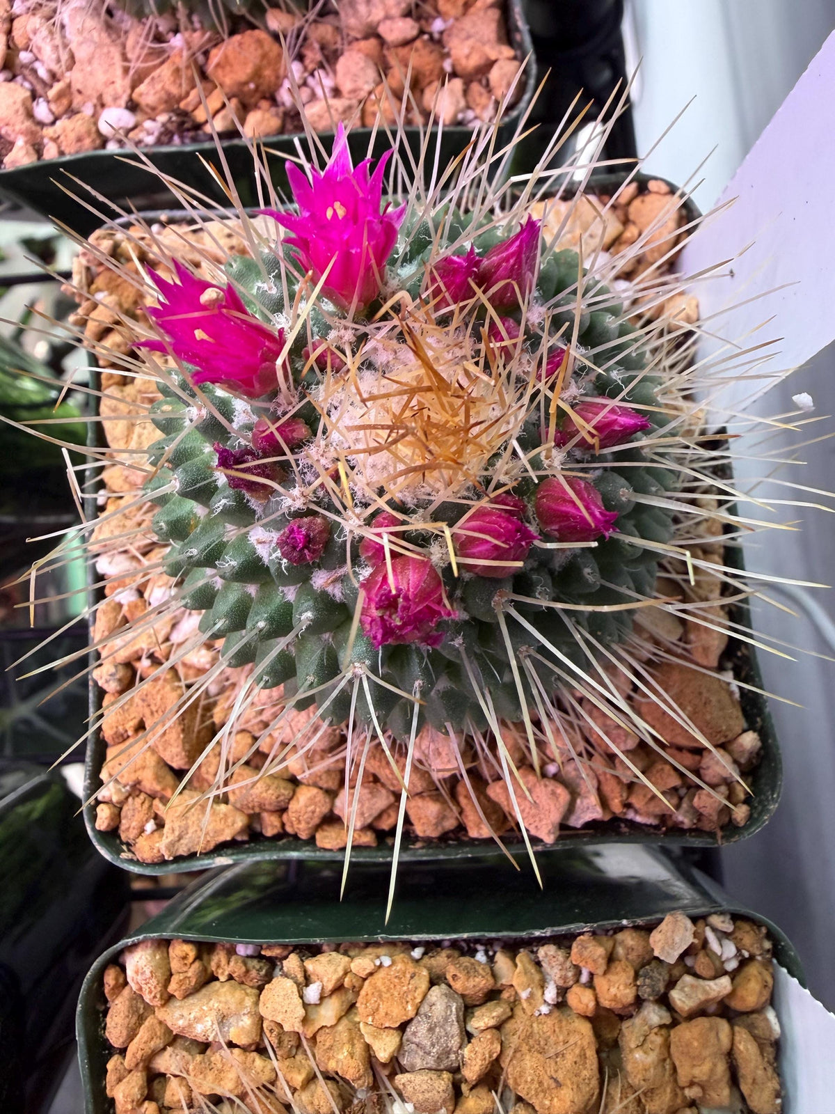 Un Pico Cactus – Mammillaria spinosissima ‘Un Pico’ | 4” Live Cactus