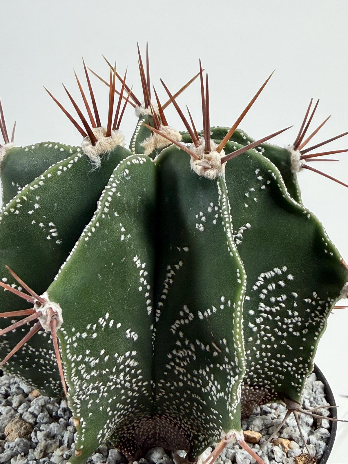 Monk’s Hood Cactus – Astrophytum ornatum 4” Live Cactus
