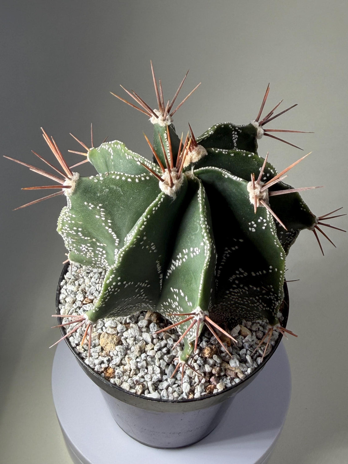 Monk’s Hood Cactus – Astrophytum ornatum 4” Live Cactus