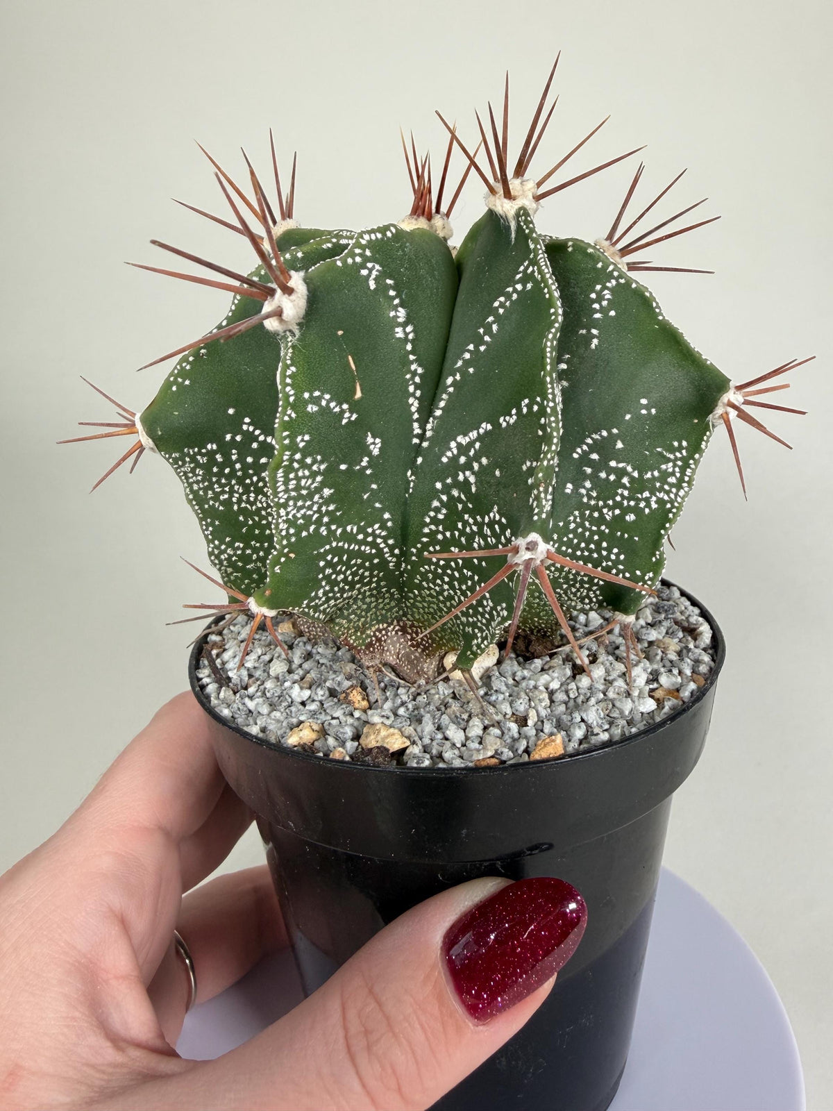 Monk’s Hood Cactus – Astrophytum ornatum 4” Live Cactus