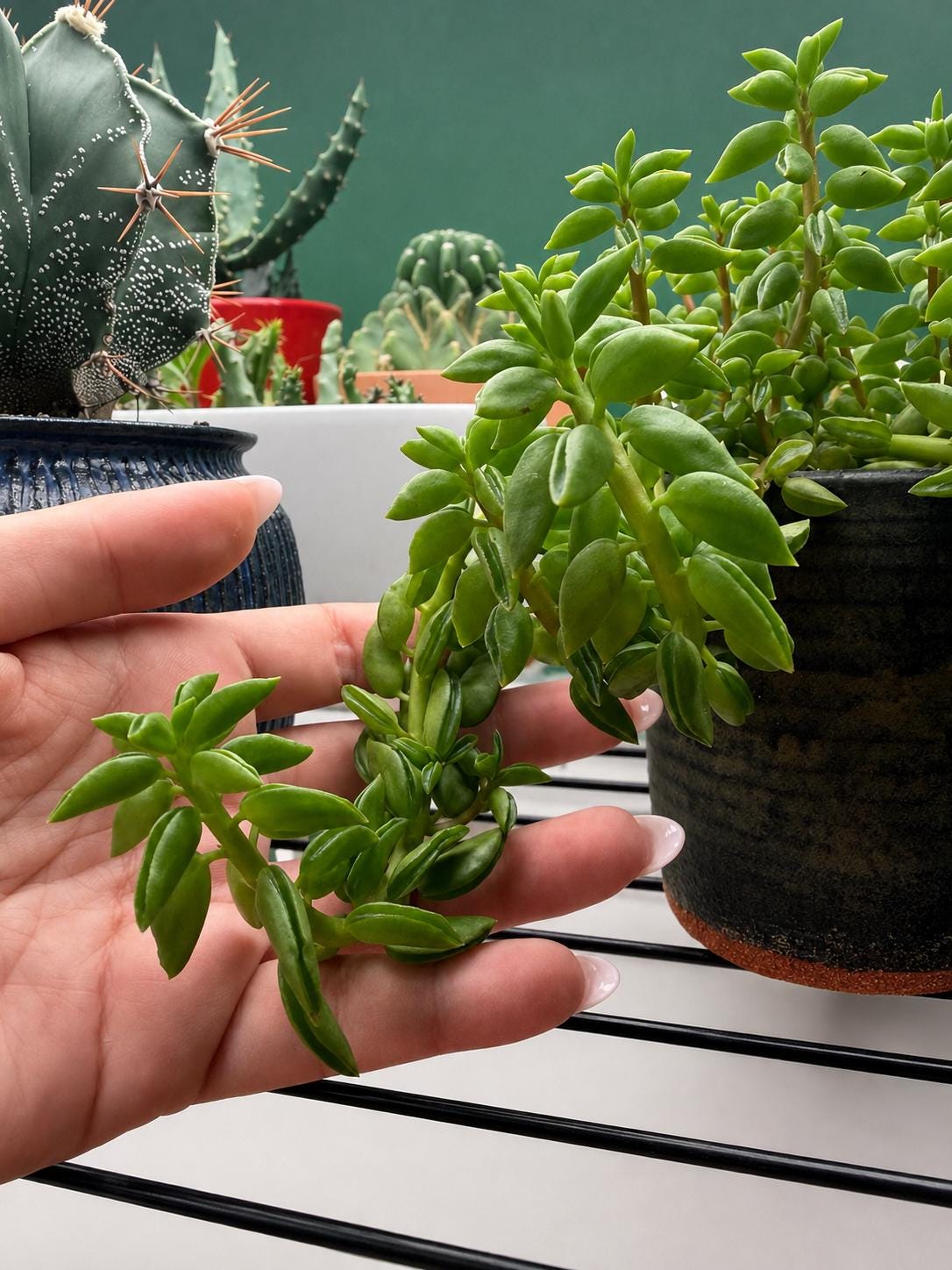 Mature Peperomia nivalis – Trailing Live Plant in Ceramic Pot