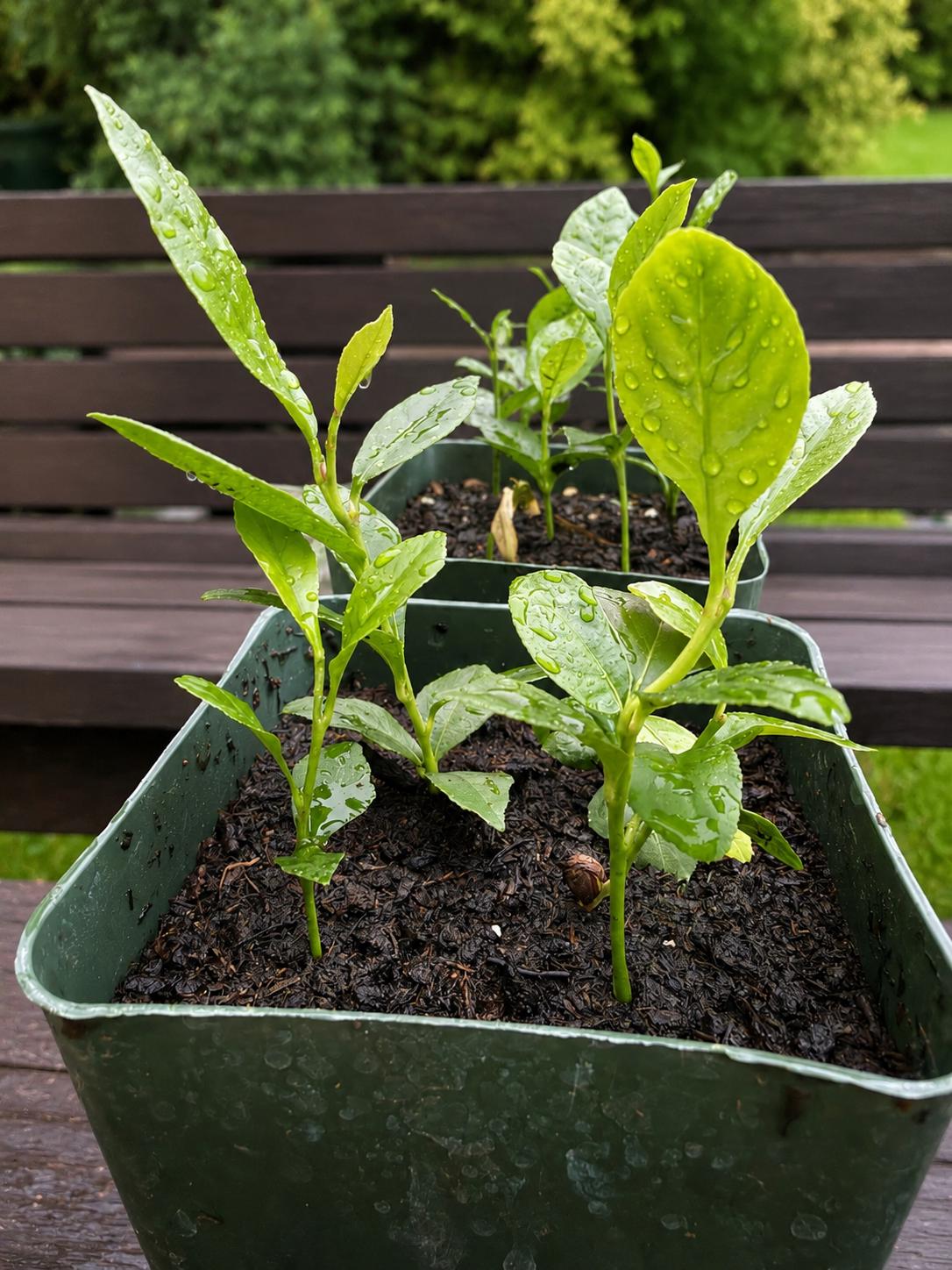Pot of 5 Citrus Seedlings | 3–5” Tall Live Baby Citrus Trees