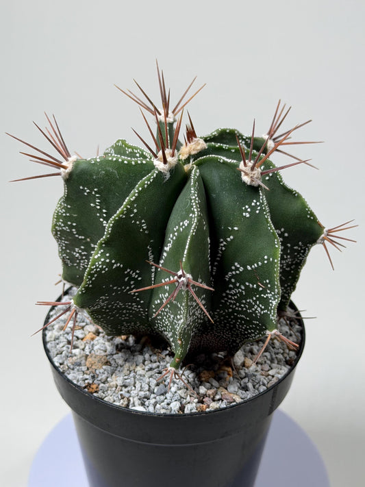 Monk’s Hood Cactus – Astrophytum ornatum 4” Live Cactus