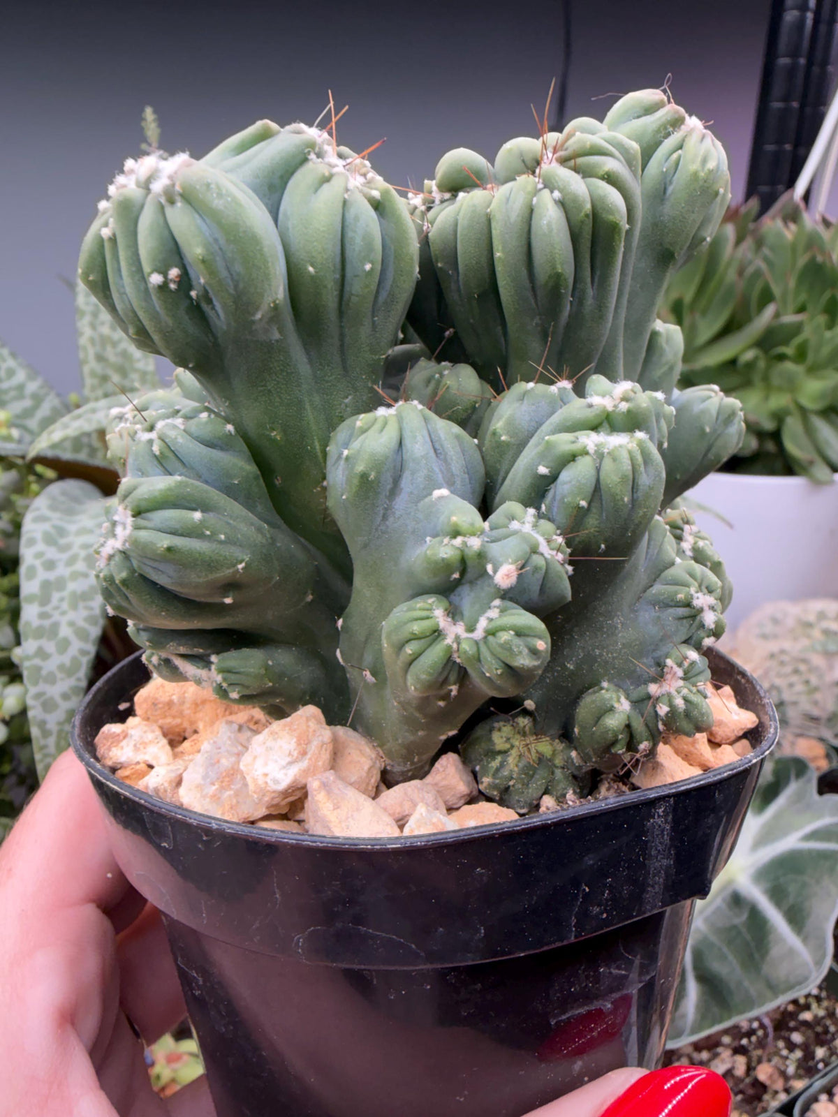 Ming Thing Cactus — Cereus forbesii Monstrose