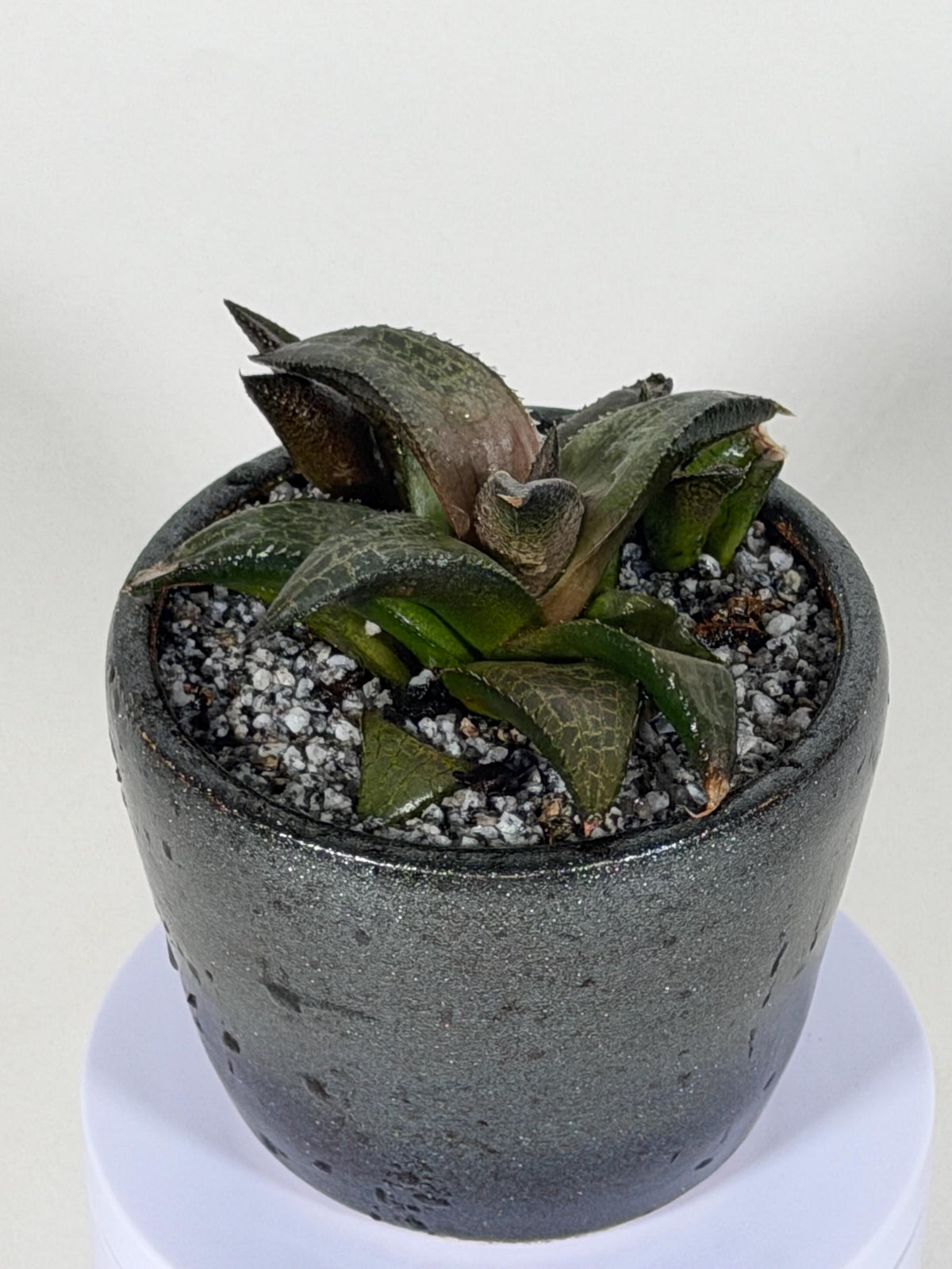 Haworthia Tessellata – Haworthia venosa subsp. tessellata | Live Succulent + Designer Pot