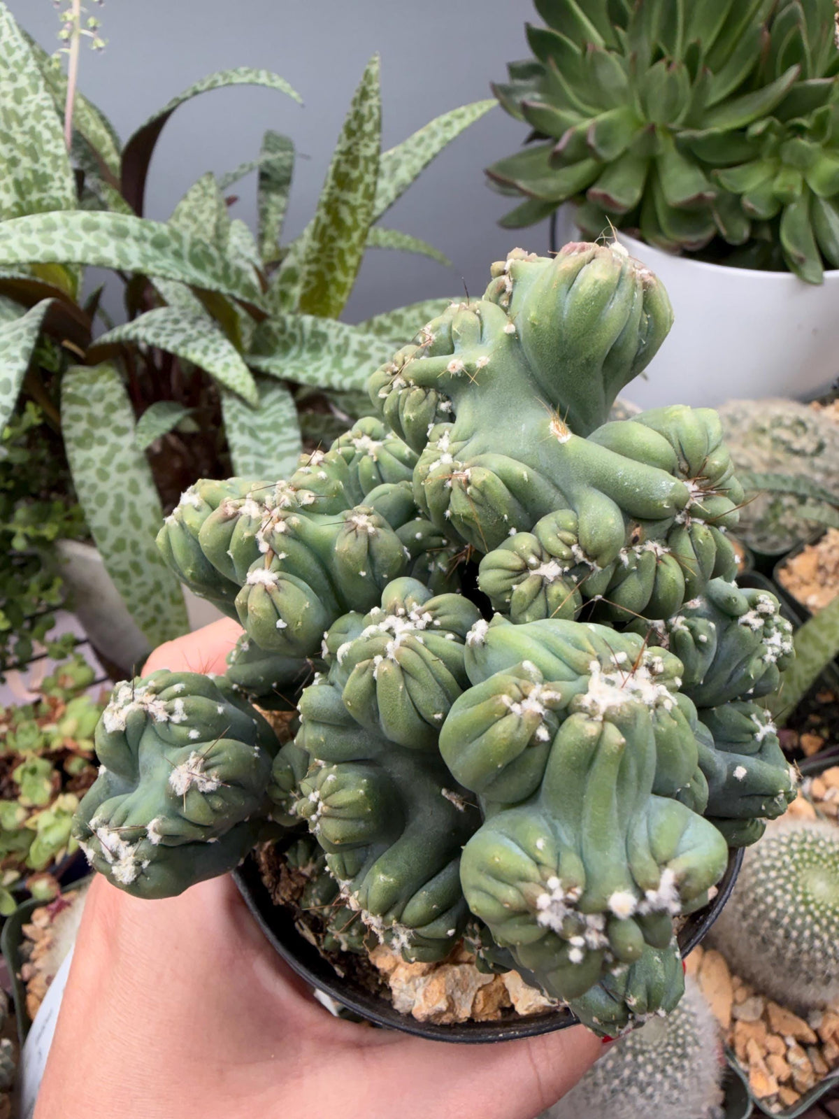 Ming Thing Cactus — Cereus forbesii Monstrose