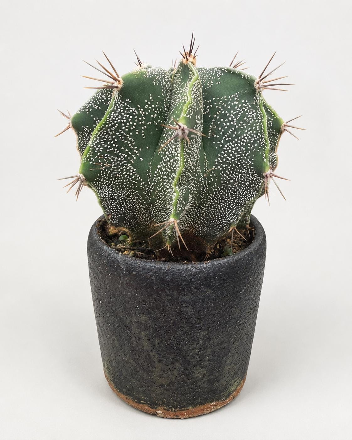 Mature Astrophytum Ornatum Cactus + Handmade Charcoal Ceramic Planter | Exact Plant