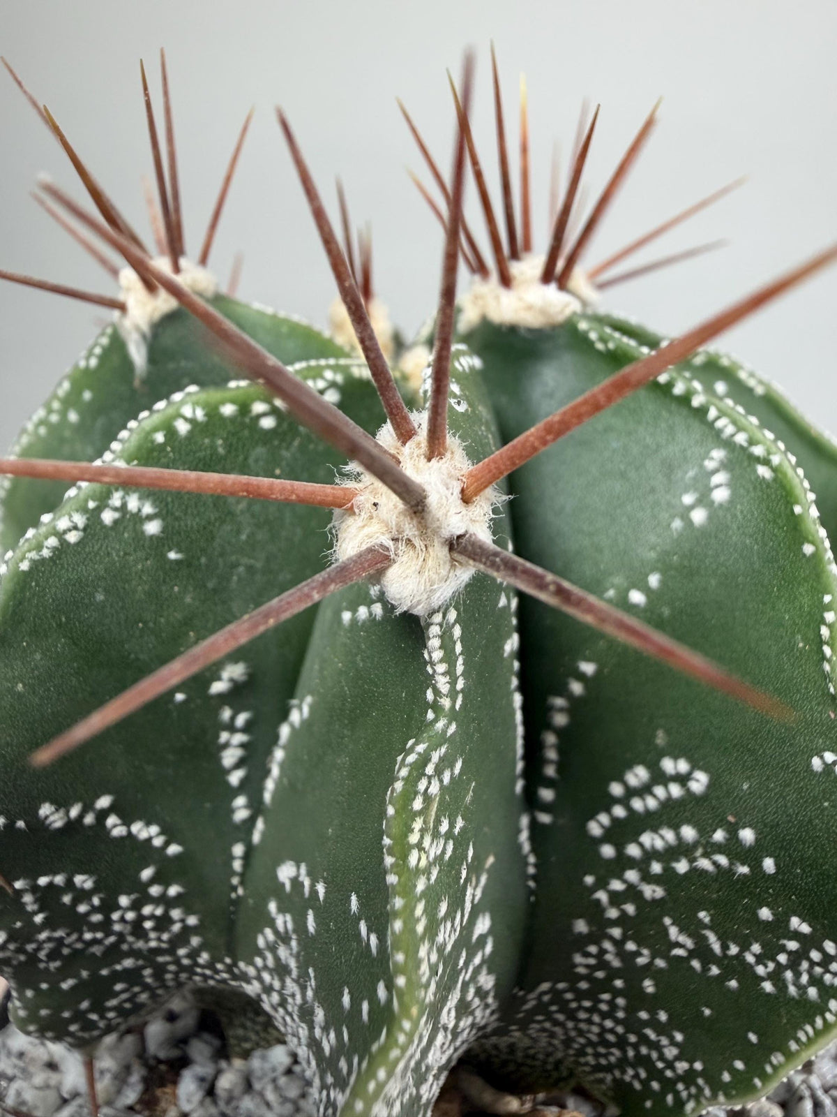 Monk’s Hood Cactus – Astrophytum ornatum 4” Live Cactus